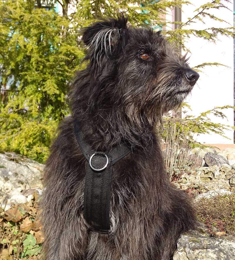 dogelements EW-Trainer deluxe