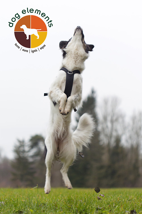 dogelements EW-Trainer deluxe