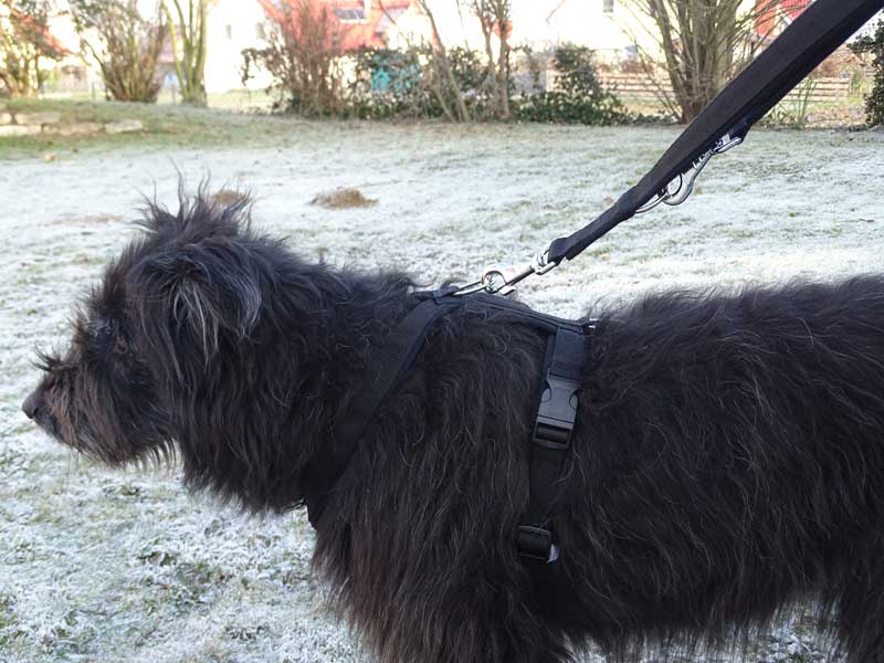 dogelements EW-Trainer deluxe