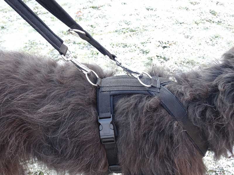 dogelements EW-Trainer deluxe
